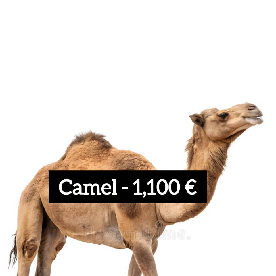 Qurbani Sacrifices - Image 4