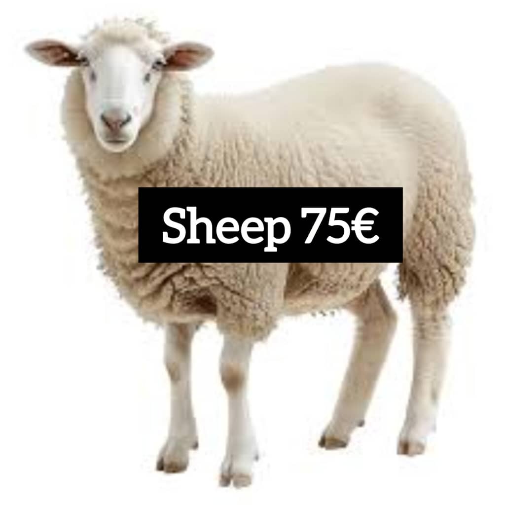 Qurbani Sacrifices - Image 2